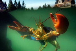 盤(pán)點(diǎn)動(dòng)物世界中的 僵尸 冰凍木蛙能活4周